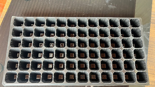 济宁草莓APP下载在线观看片材